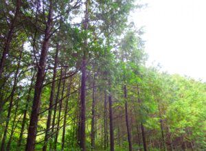 キトヒト（木と人）天然木一枚板家具の魅力と使用方法や樹木知識、自然を愛する人へ送る木を使ったインテリアの情報 | 木曽五木・アスナロの木から考える“待つ力”｜ネガティブ・ケイパビリティとは？