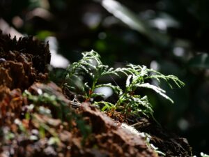 キトヒト（木と人）天然木一枚板家具の魅力と使用方法や樹木知識、自然を愛する人へ送る木を使ったインテリアの情報 | 木曽五木・アスナロの木から考える“待つ力”｜ネガティブ・ケイパビリティとは？