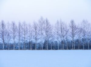 キトヒト（木と人）天然木一枚板家具の魅力と使用方法や樹木知識、自然を愛する人へ送る木を使ったインテリアの情報 | 白樺湖の“冬木立”で感じた「削ぎ落とされた美しさ」
