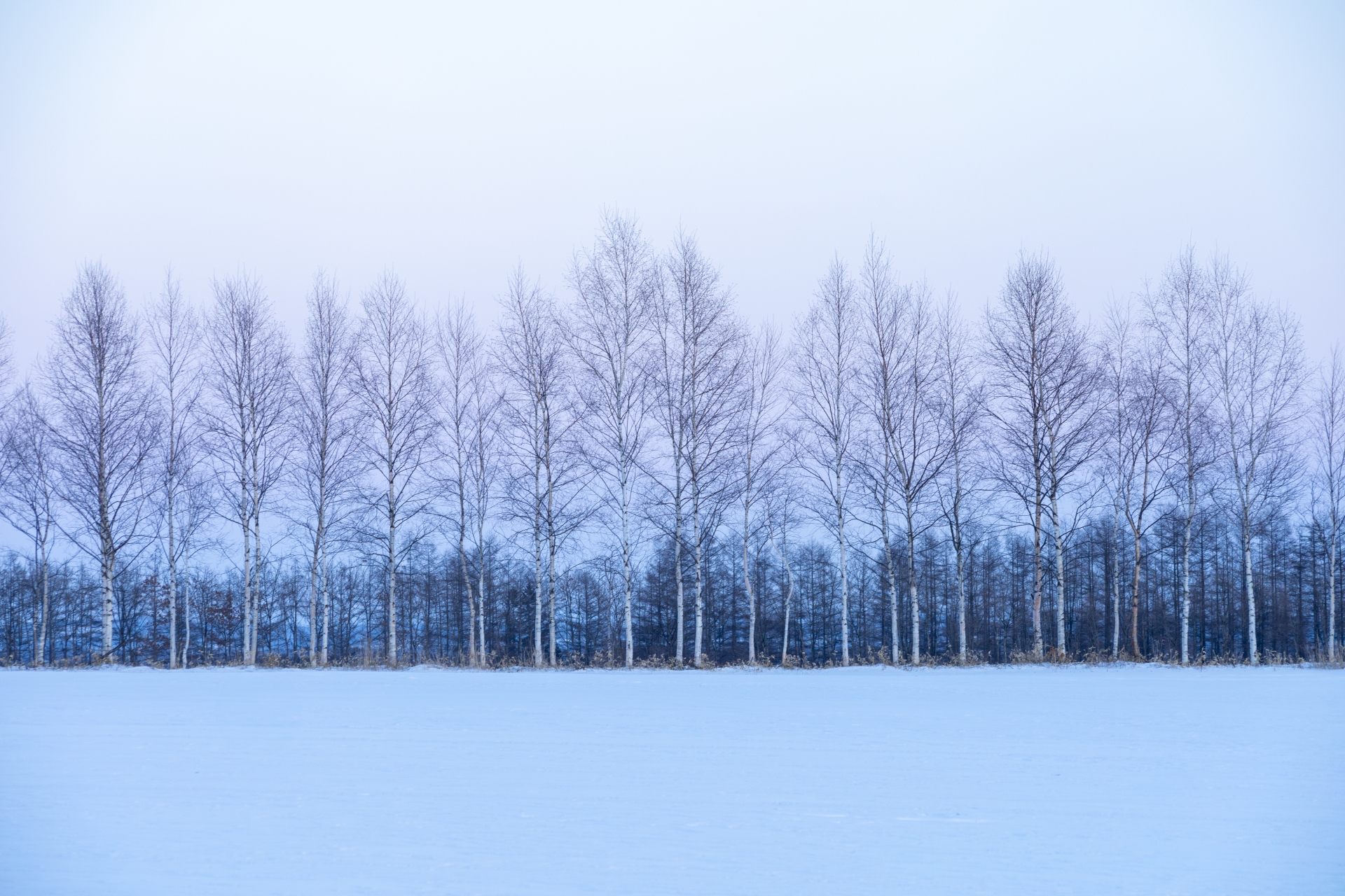 キトヒト（木と人）天然木一枚板家具の魅力と使用方法や樹木知識、自然を愛する人へ送る木を使ったインテリアの情報 | BLOG