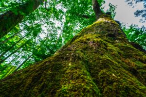 キトヒト（木と人）天然木一枚板家具の魅力と使用方法や樹木知識、自然を愛する人へ送る木を使ったインテリアの情報 | 長い時間を生きた木と向き合う。国松希根太《WORMHOLE》という作品