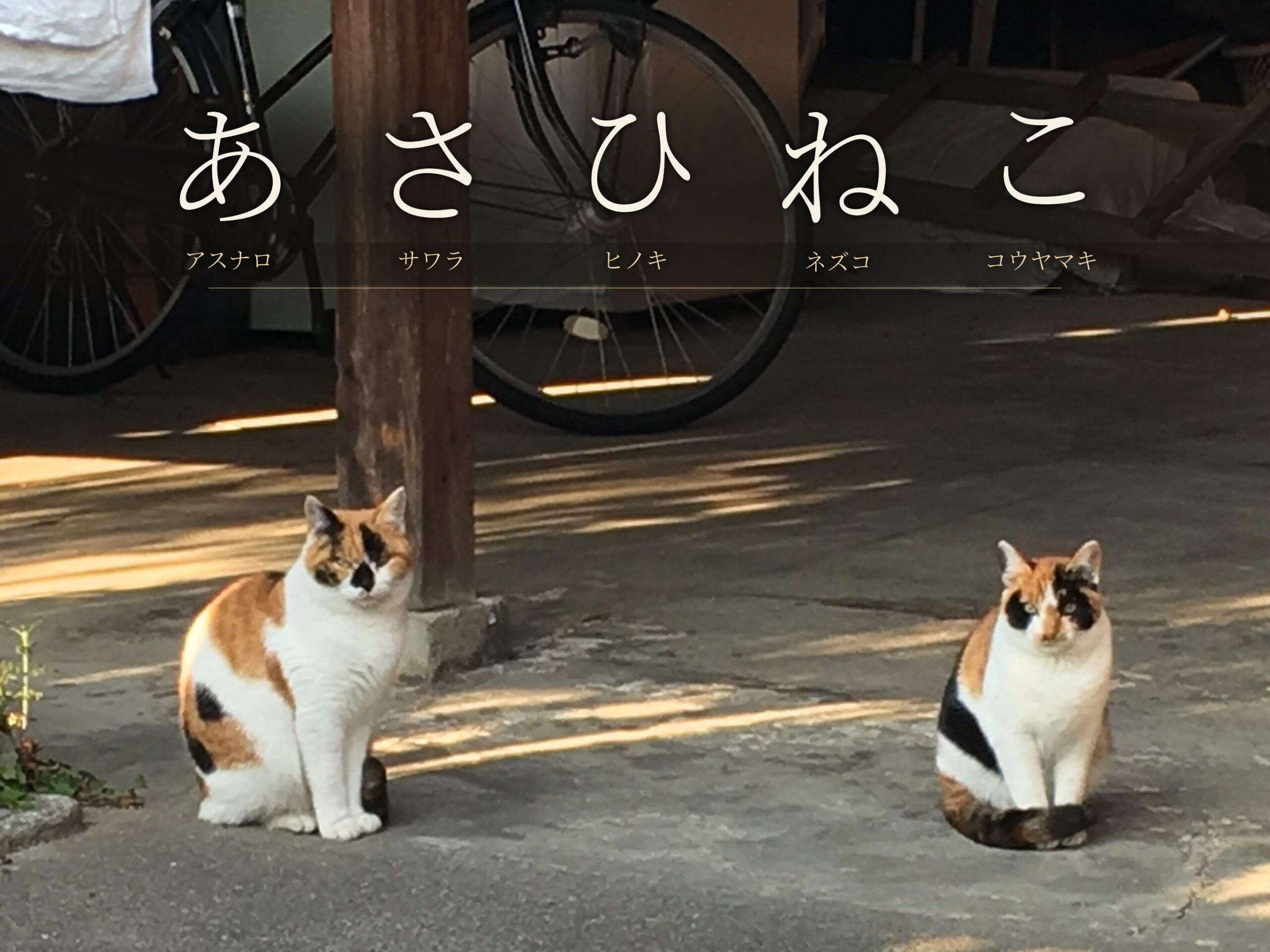 キトヒト（木と人）天然木一枚板家具の魅力と使用方法や樹木知識、自然を愛する人へ送る木を使ったインテリアの情報 | BLOG